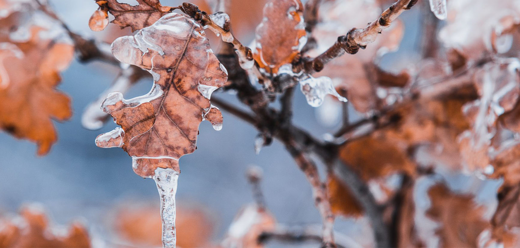 Ice on leaves in a tree